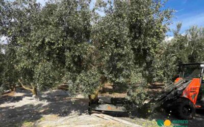 Μέσα σε μόλις 40 δευτερόλεπτα μπορεί να ρίξει έως και το 90% του καρπού ενός δέντρου. Νέα δεδομένα για το κόστος και τον χρόνο συγκομιδής.
